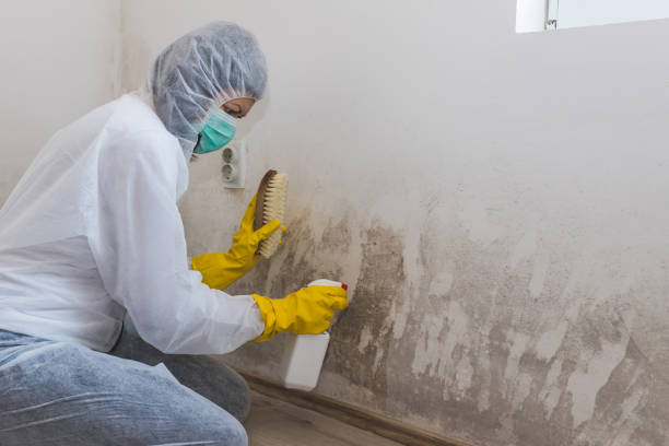 Mold Remediation for Vacation Homes in Auburn, KY