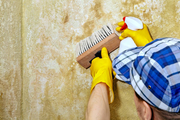 Best Mold Prevention Services  in Auburn, KY