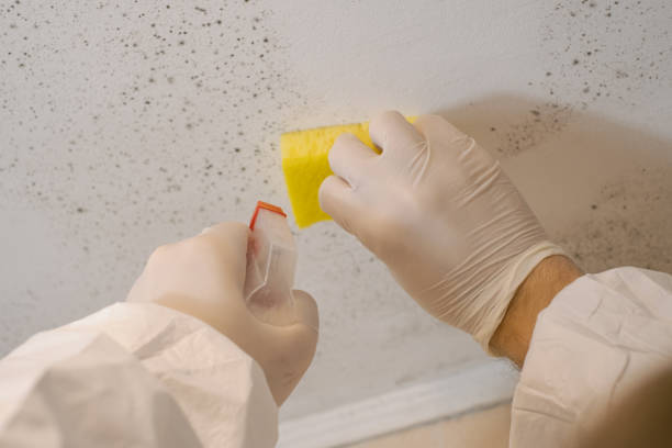 Forensic Mold Investigation in Auburn, KY