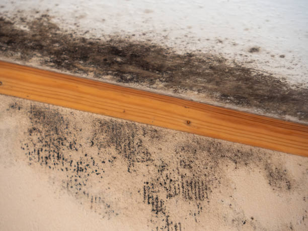 Best Industrial Mold Remediation  in Auburn, KY