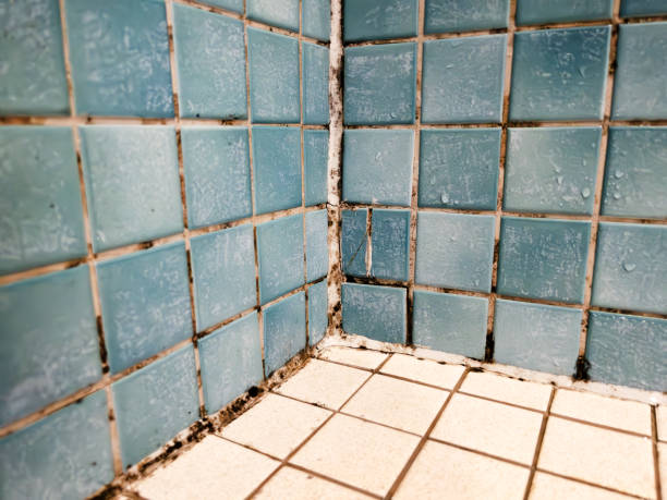 Best Biohazard Mold Removal  in Auburn, KY